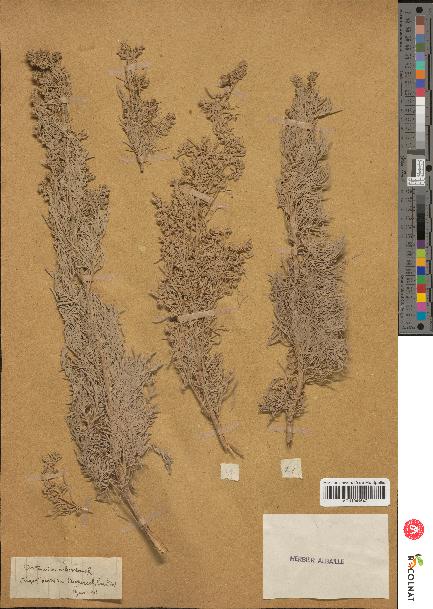 spécimen de Artemisia arborescens