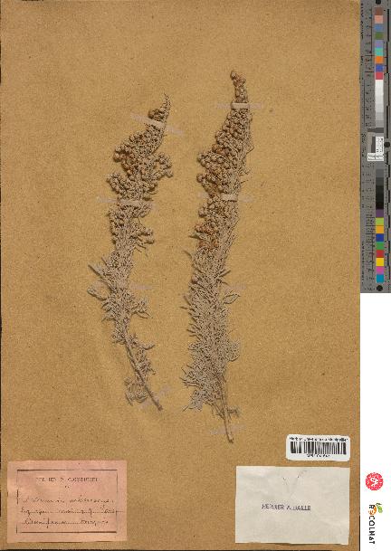 spécimen de Artemisia arborescens