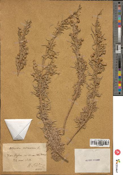 spécimen de Artemisia arborescens