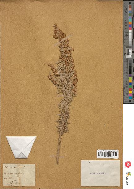 spécimen de Artemisia arborescens