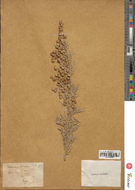 spécimen de Artemisia arborescens