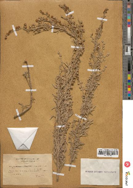 spécimen de Artemisia arborescens