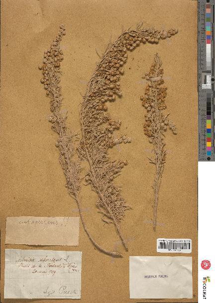 spécimen de Artemisia arborescens