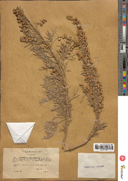 spécimen de Artemisia arborescens