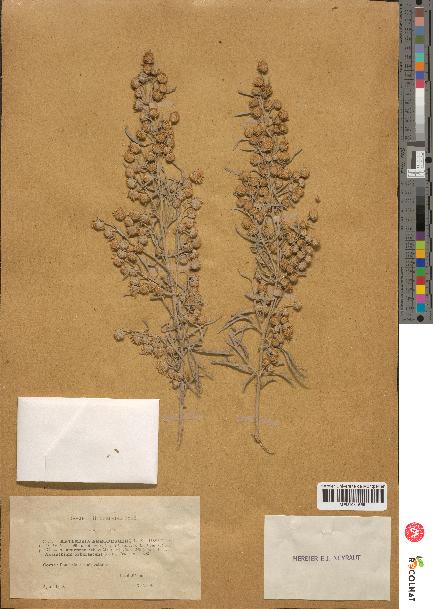 spécimen de Artemisia arborescens