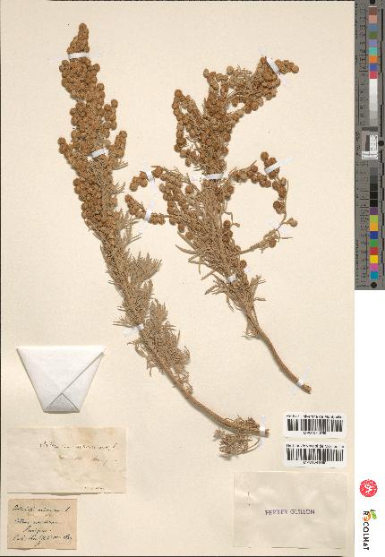 spécimen de Artemisia arborescens