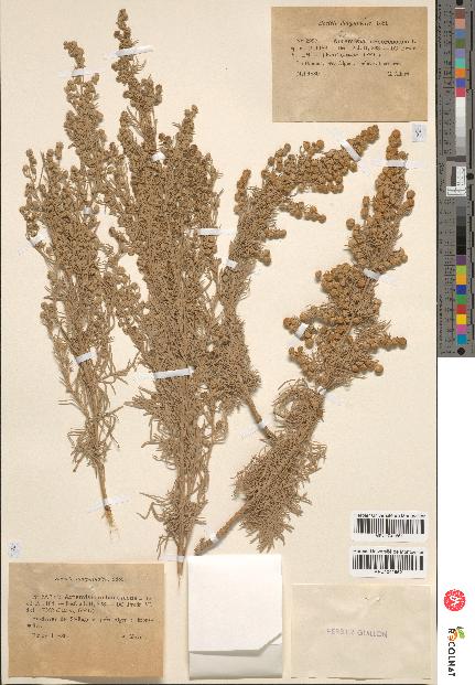 spécimen de Artemisia arborescens