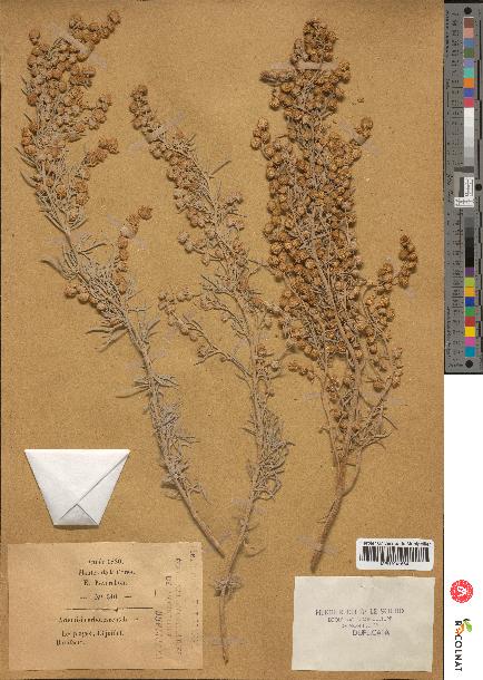 spécimen de Artemisia arborescens