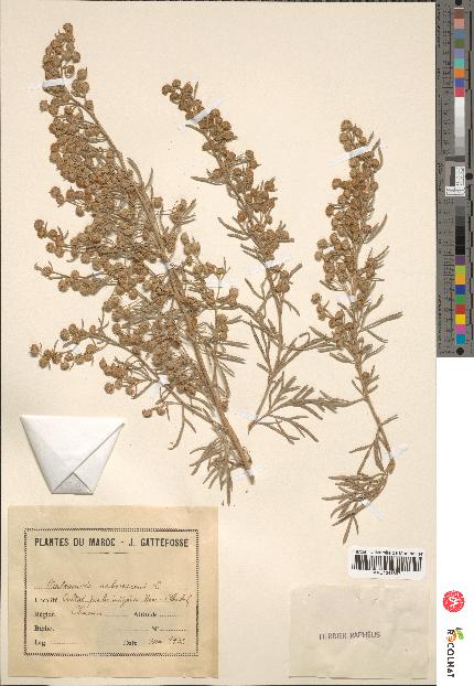 spécimen de Artemisia arborescens