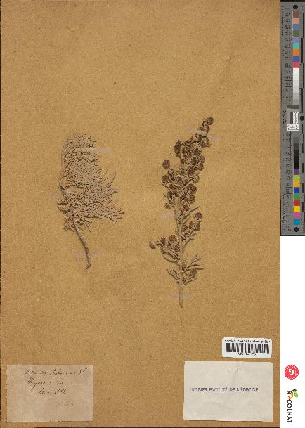 spécimen de Artemisia arborescens