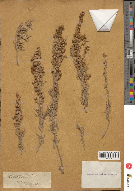 spécimen de Artemisia arborescens