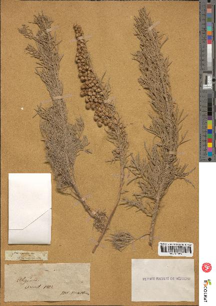 spécimen de Artemisia arborescens