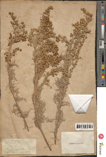 spécimen de Artemisia arborescens