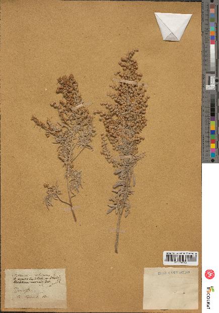 spécimen de Artemisia arborescens