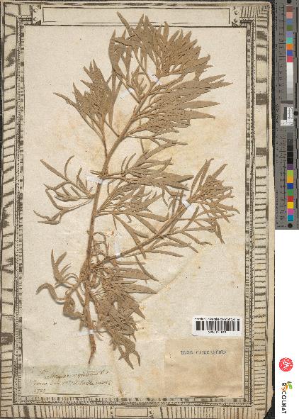 spécimen de Artemisia arborescens