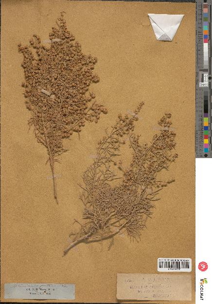 spécimen de Artemisia arborescens