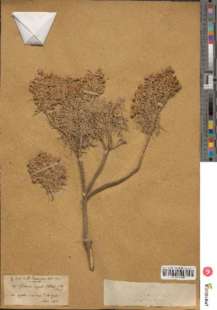 spécimen de Artemisia arborescens