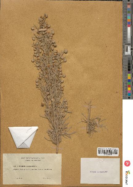 spécimen de Artemisia arborescens