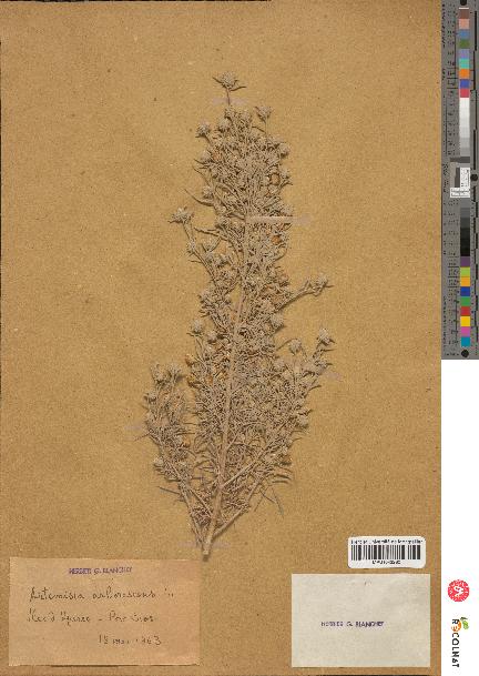 spécimen de Artemisia arborescens