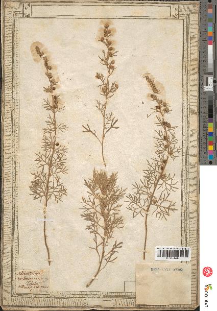 spécimen de Artemisia arborescens