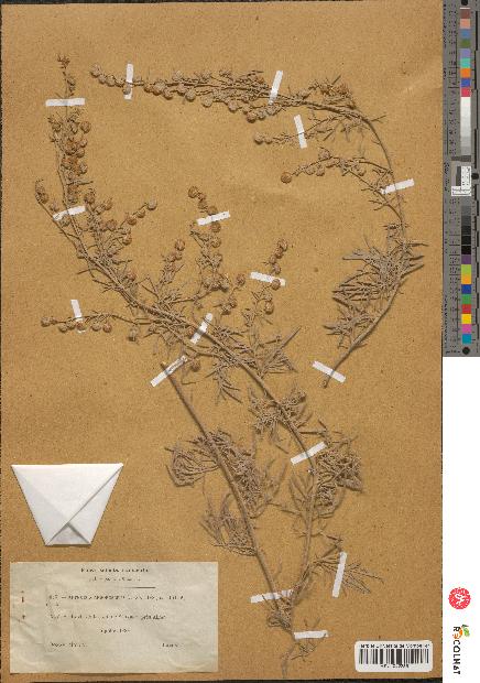 spécimen de Artemisia arborescens