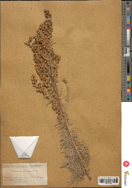spécimen de Artemisia arborescens