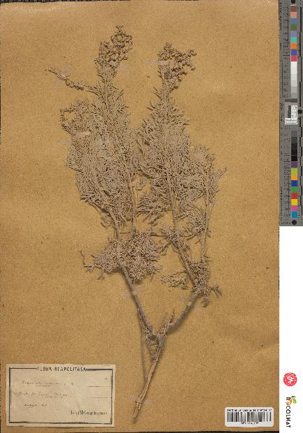 spécimen de Artemisia arborescens