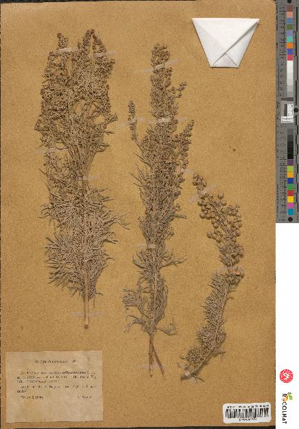 spécimen de Artemisia arborescens