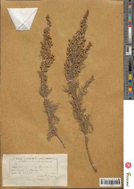 spécimen de Artemisia arborescens