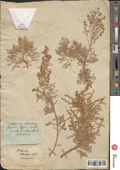 spécimen de Artemisia arborescens