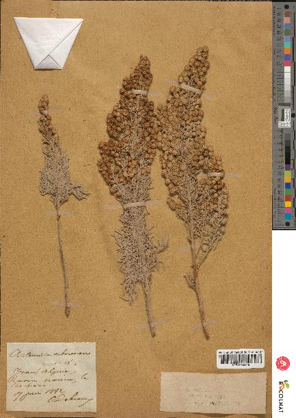 spécimen de Artemisia arborescens