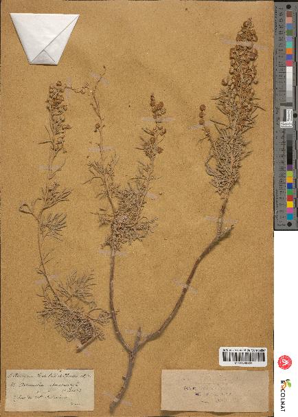 spécimen de Artemisia arborescens