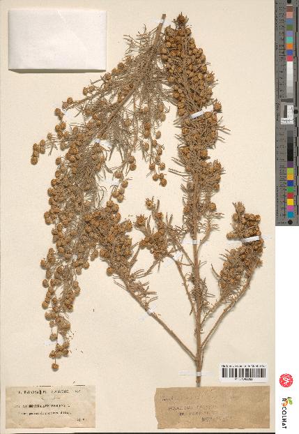 spécimen de Artemisia arborescens