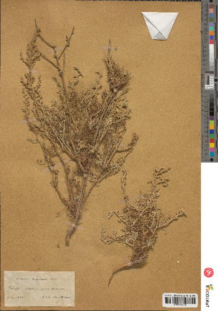 spécimen de Artemisia arragonensis