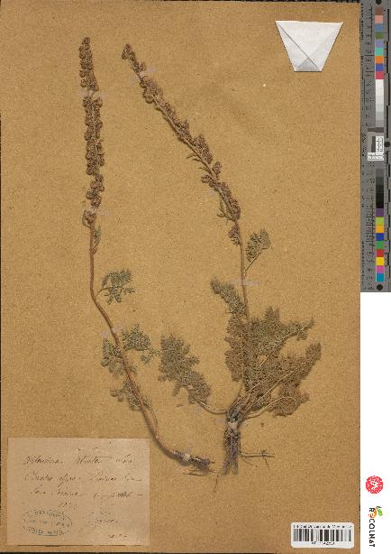 spécimen de Artemisia atrata