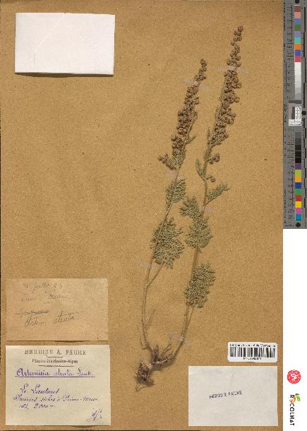 spécimen de Artemisia tanacetifolia