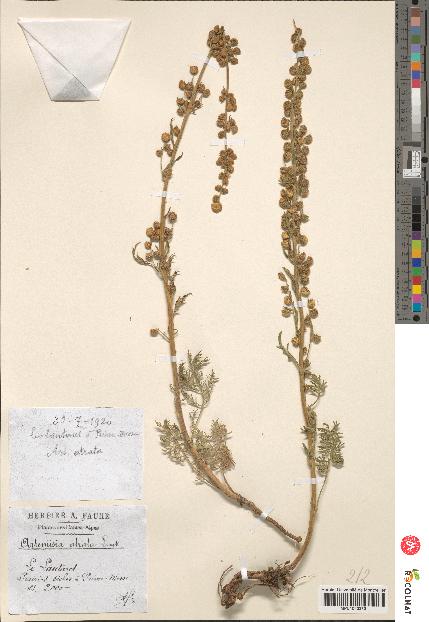 spécimen de Artemisia tanacetifolia