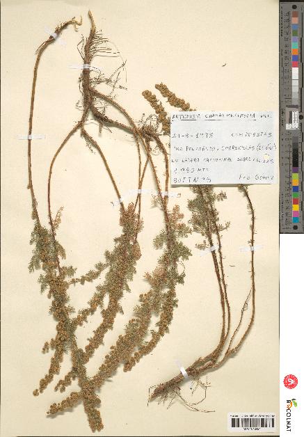 spécimen de Artemisia chamaemelifolia