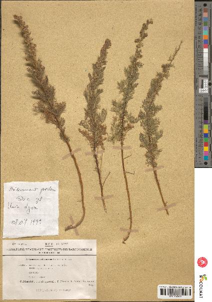 spécimen de Artemisia chamaemelifolia