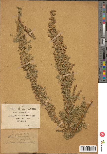 spécimen de Artemisia chamaemelifolia