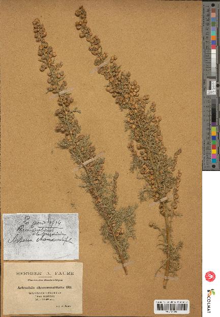 spécimen de Artemisia chamaemelifolia