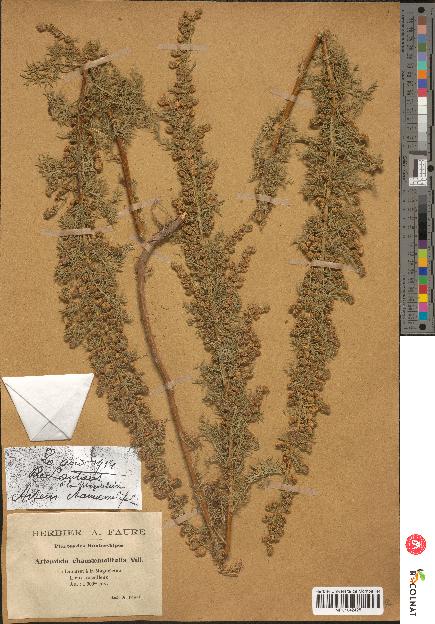 spécimen de Artemisia chamaemelifolia