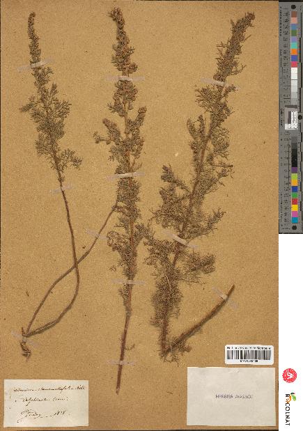 spécimen de Artemisia chamaemelifolia