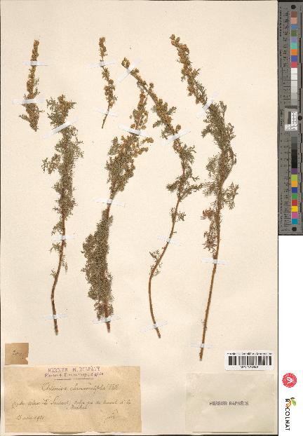 spécimen de Artemisia chamaemelifolia