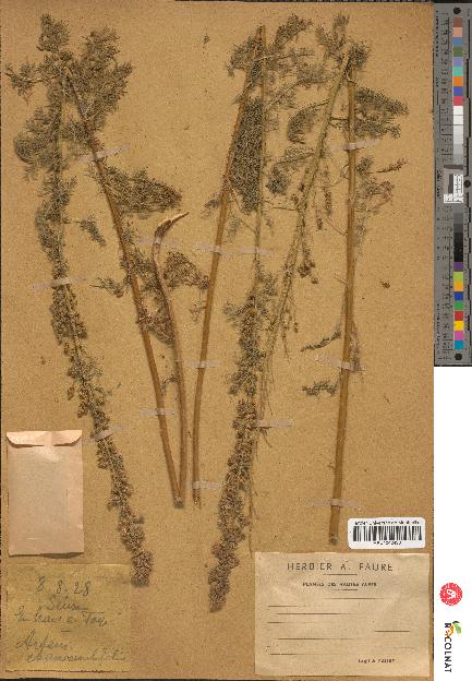 spécimen de Artemisia chamaemelifolia