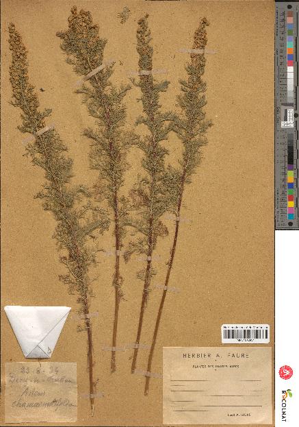 spécimen de Artemisia chamaemelifolia