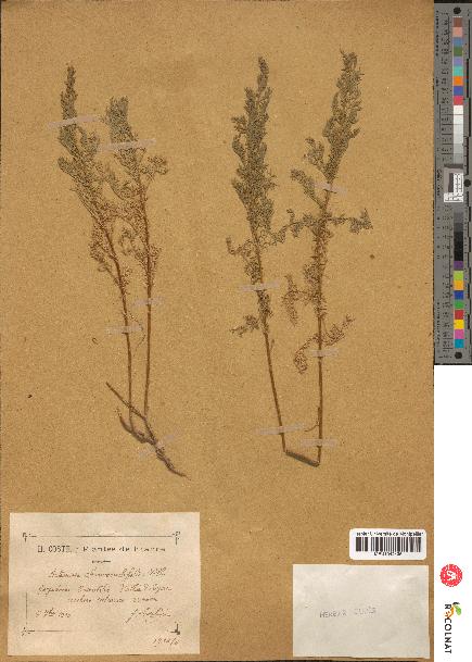 spécimen de Artemisia chamaemelifolia