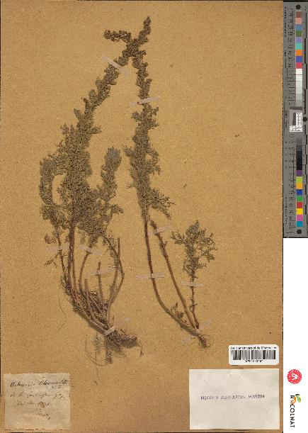 spécimen de Artemisia chamaemelifolia