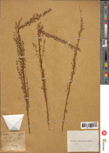 spécimen de Artemisia chamaemelifolia