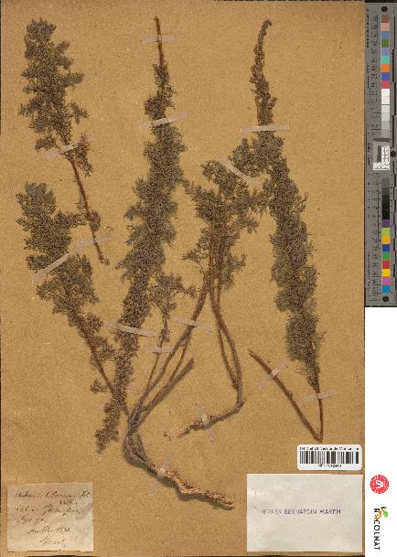 spécimen de Artemisia chamaemelifolia